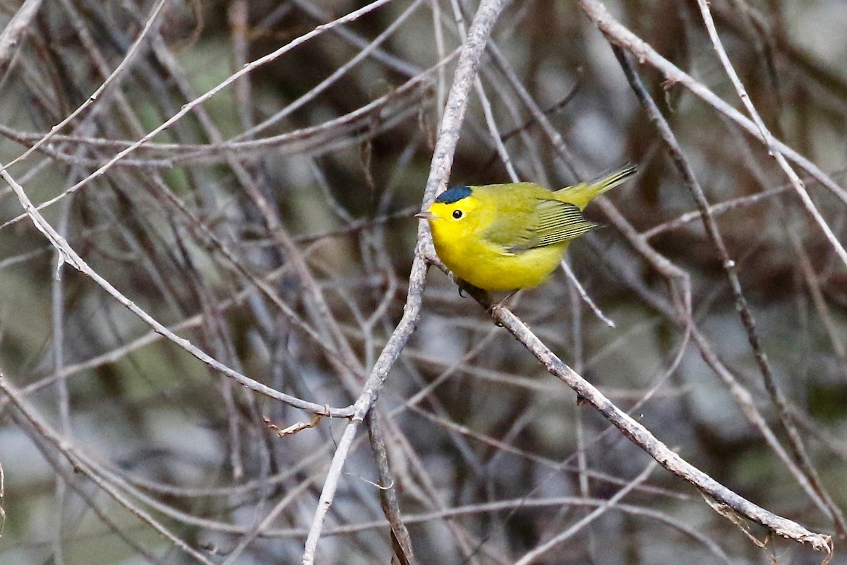 Wilson's Warbler - ML112576531