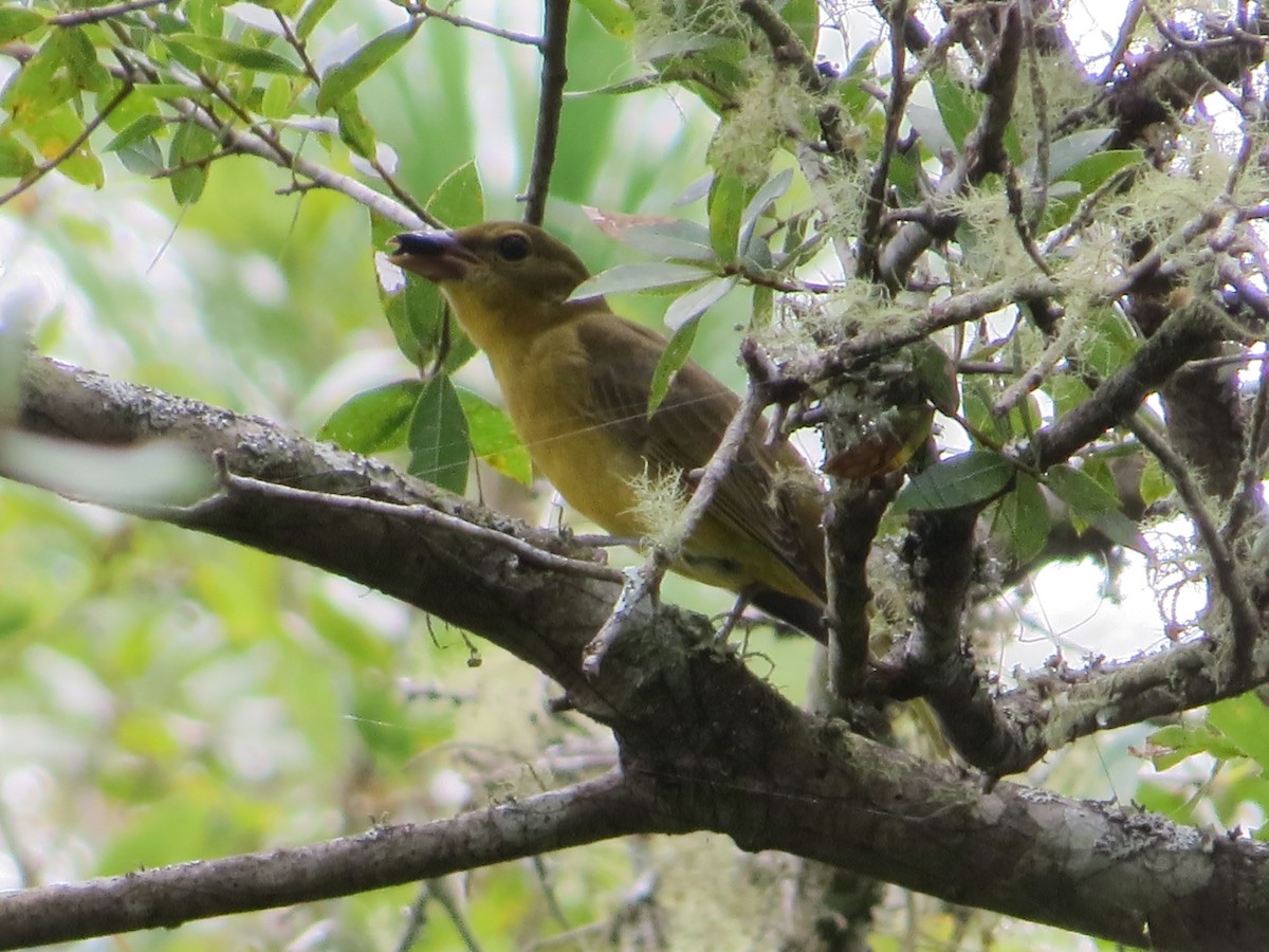 Summer Tanager - ML112577701