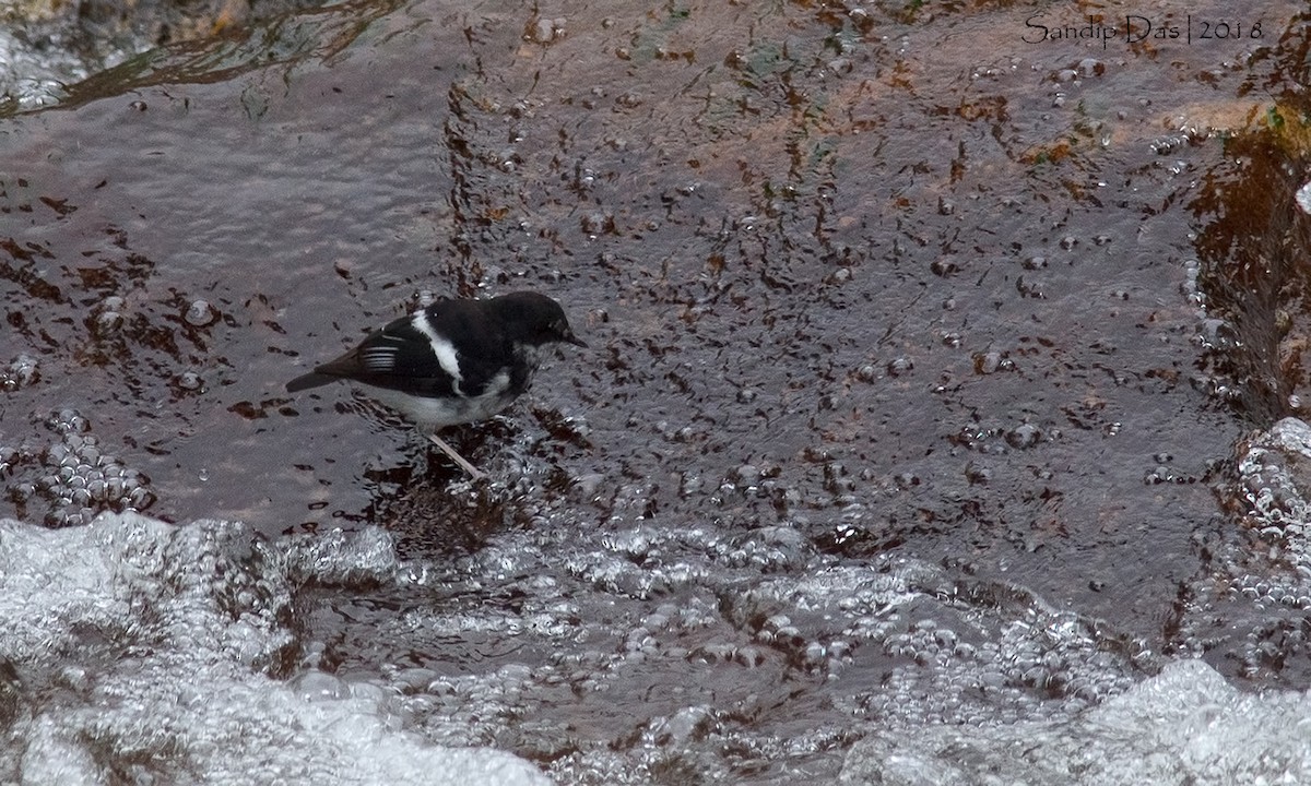 Little Forktail - Sandip Das