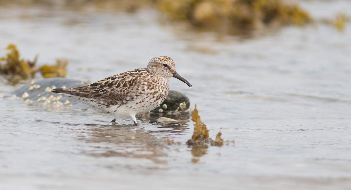 shorebird sp. - Doug Hitchcox
