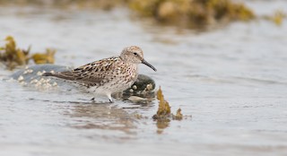 shorebird sp. - eBird