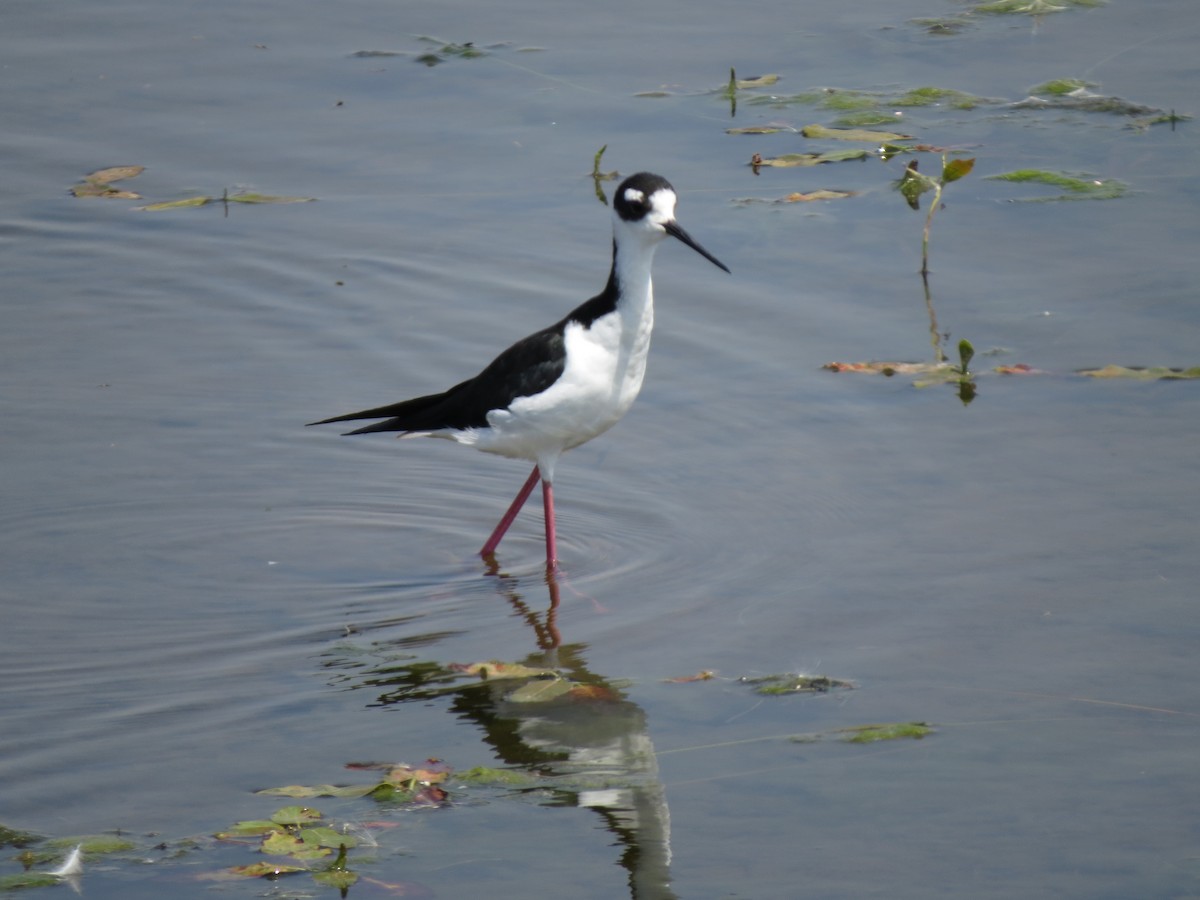 Cigüeñuela Cuellinegra - ML112579051