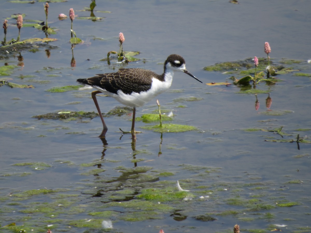 Black-necked Stilt - ML112579091