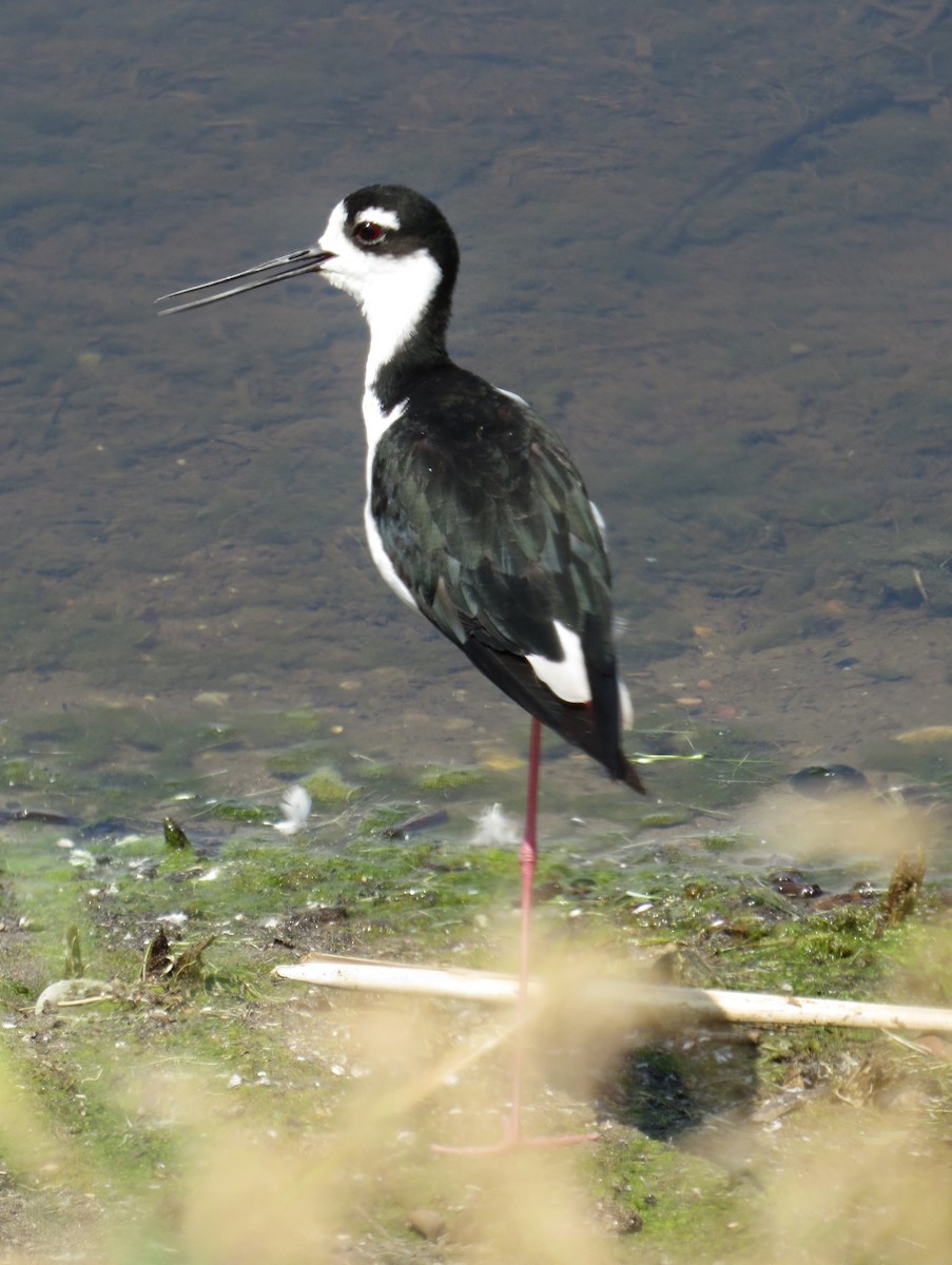 Cigüeñuela Cuellinegra - ML112579101