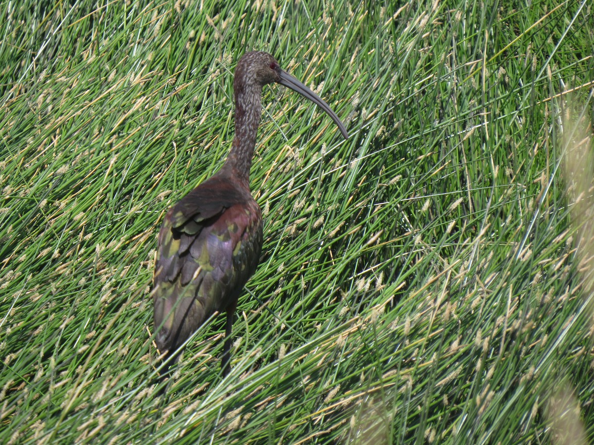 White-faced Ibis - Marya Moosman