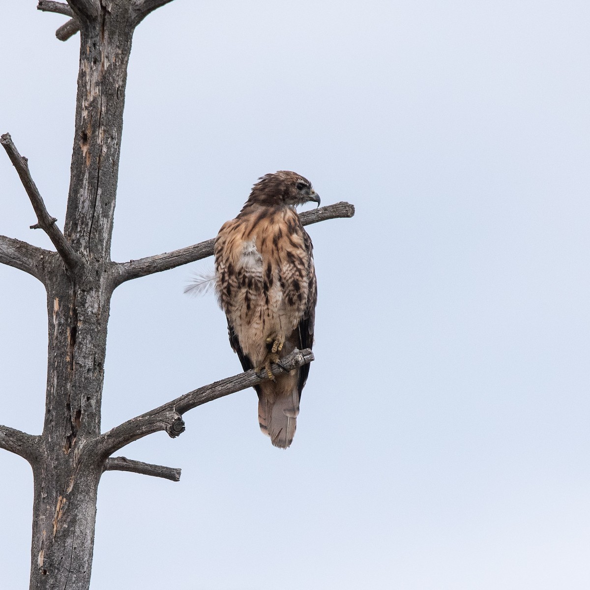 Red-tailed Hawk - Lyle Grisedale