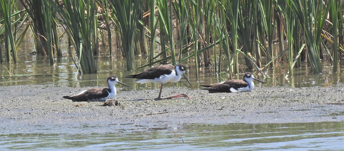 Schwarznacken-Stelzenläufer - ML112583351