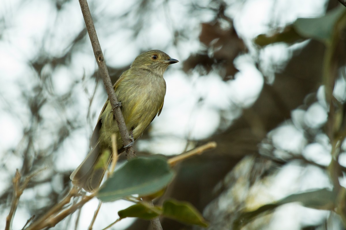 Pale-bellied Tyrant-Manakin - Daniel Fernandes Perrella