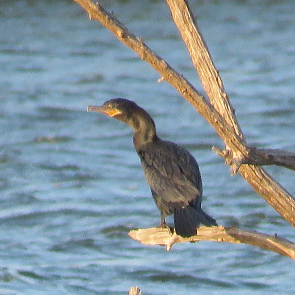 Neotropic Cormorant - ML112584801