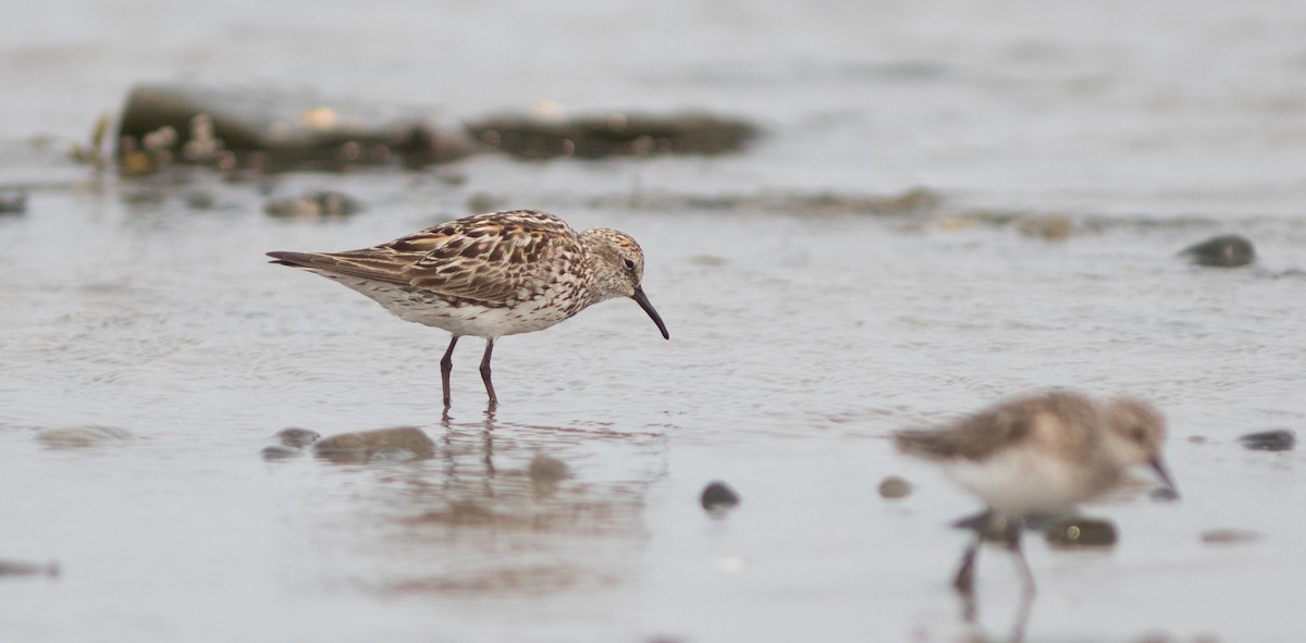 shorebird sp. - Doug Hitchcox