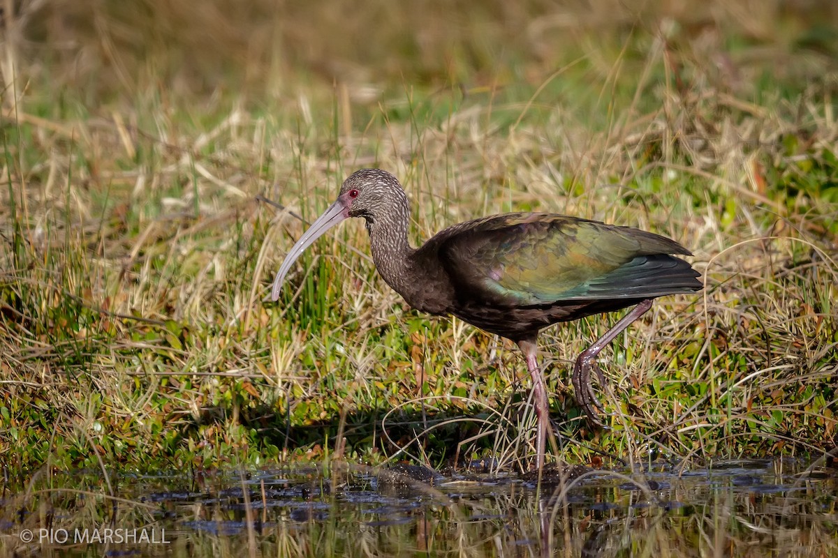 White-faced Ibis - ML112585251