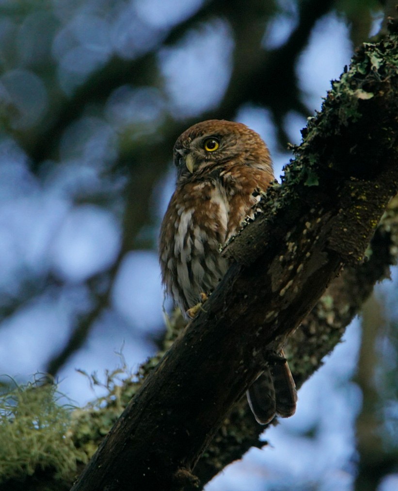 Austral Pygmy-Owl - ML112585461