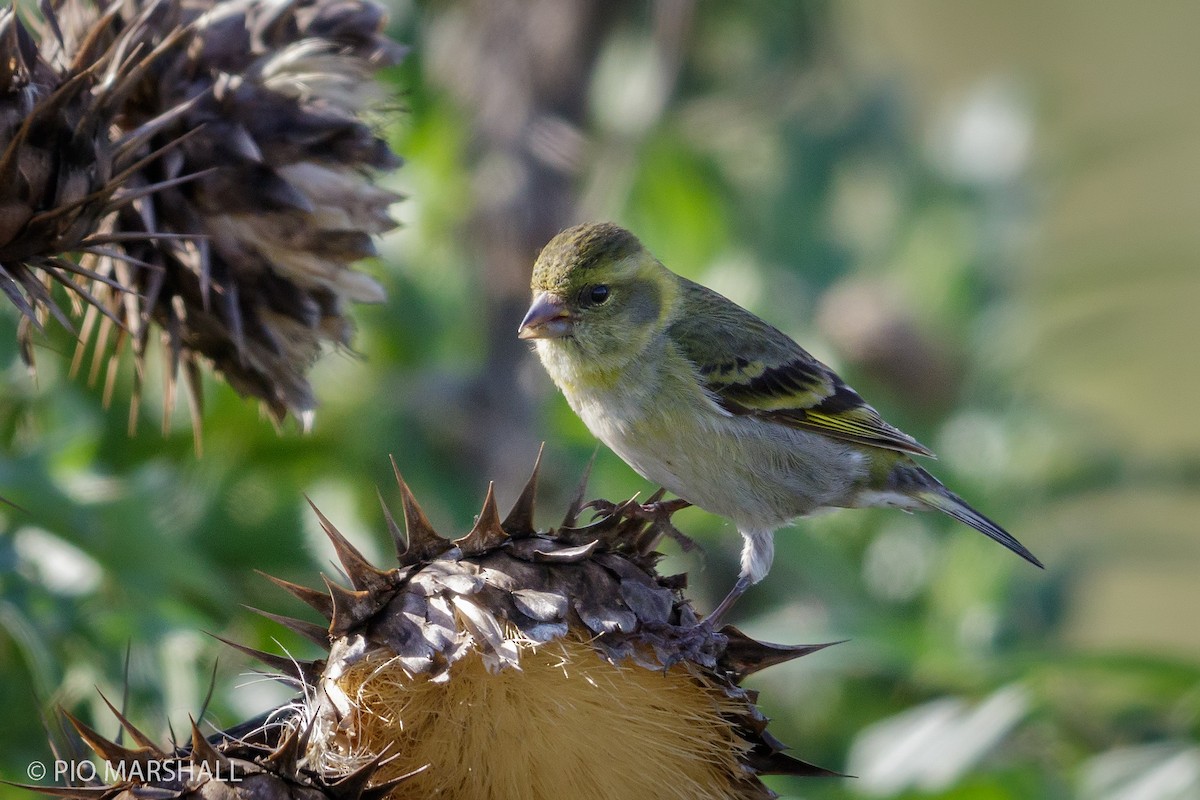 Black-chinned Siskin - ML112585611