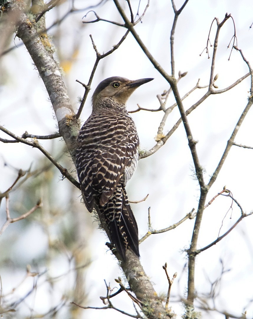 Chilean Flicker - ML112585791