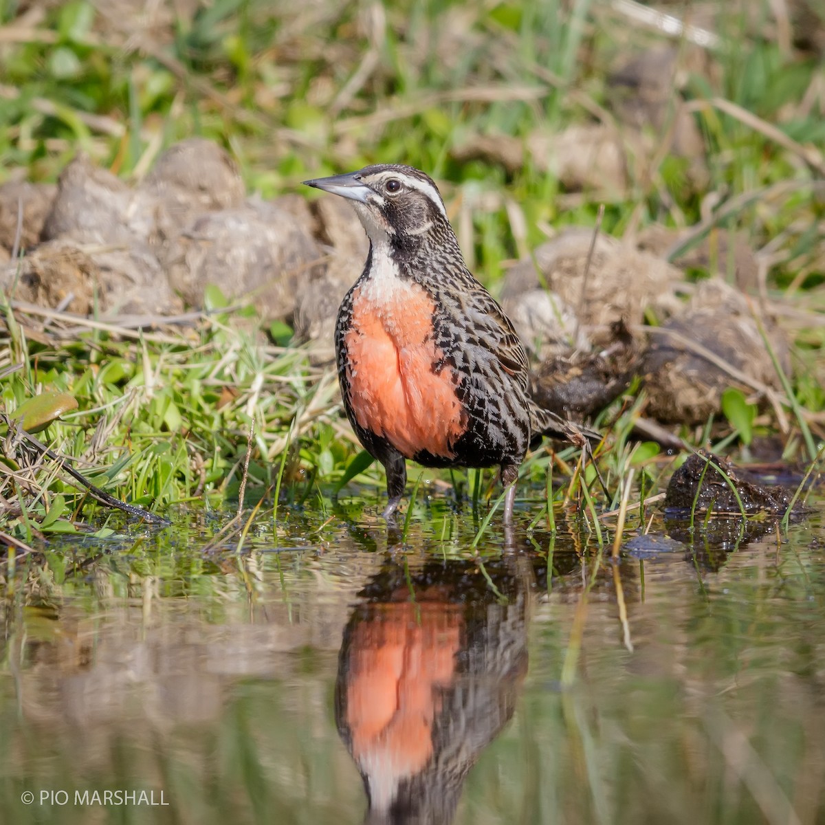 Long-tailed Meadowlark - ML112586141