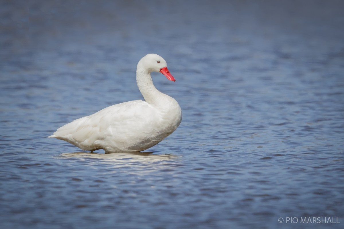 Coscoroba Swan - ML112586351