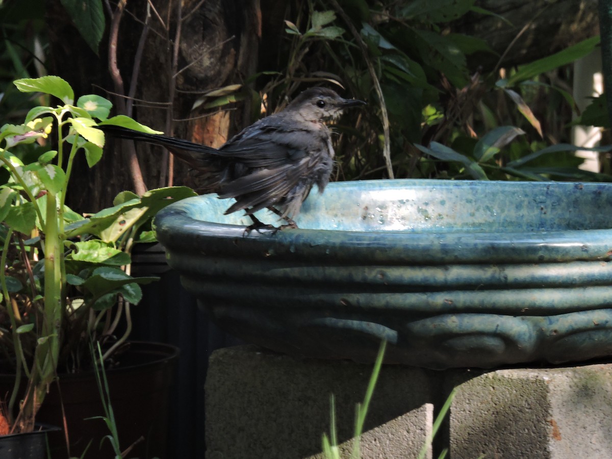 Gray Catbird - ML112587001