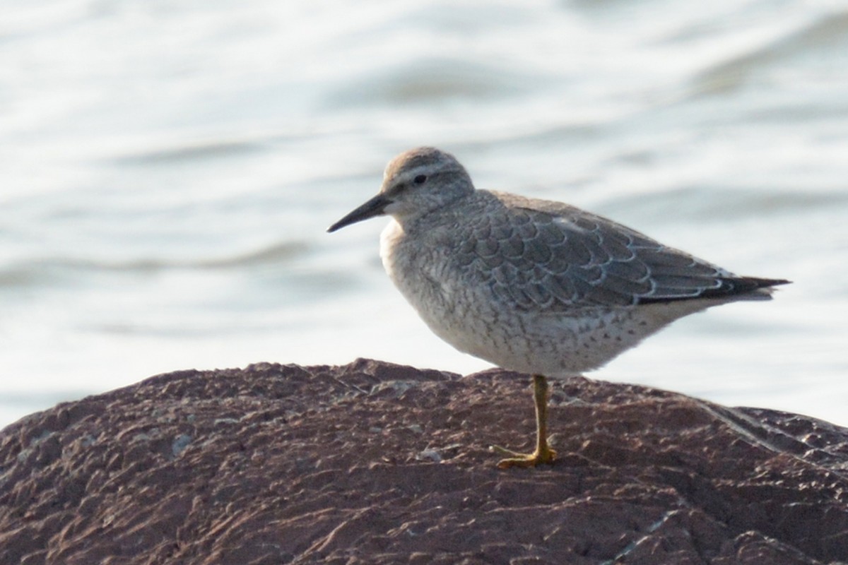 Red Knot - Marie O'Neill