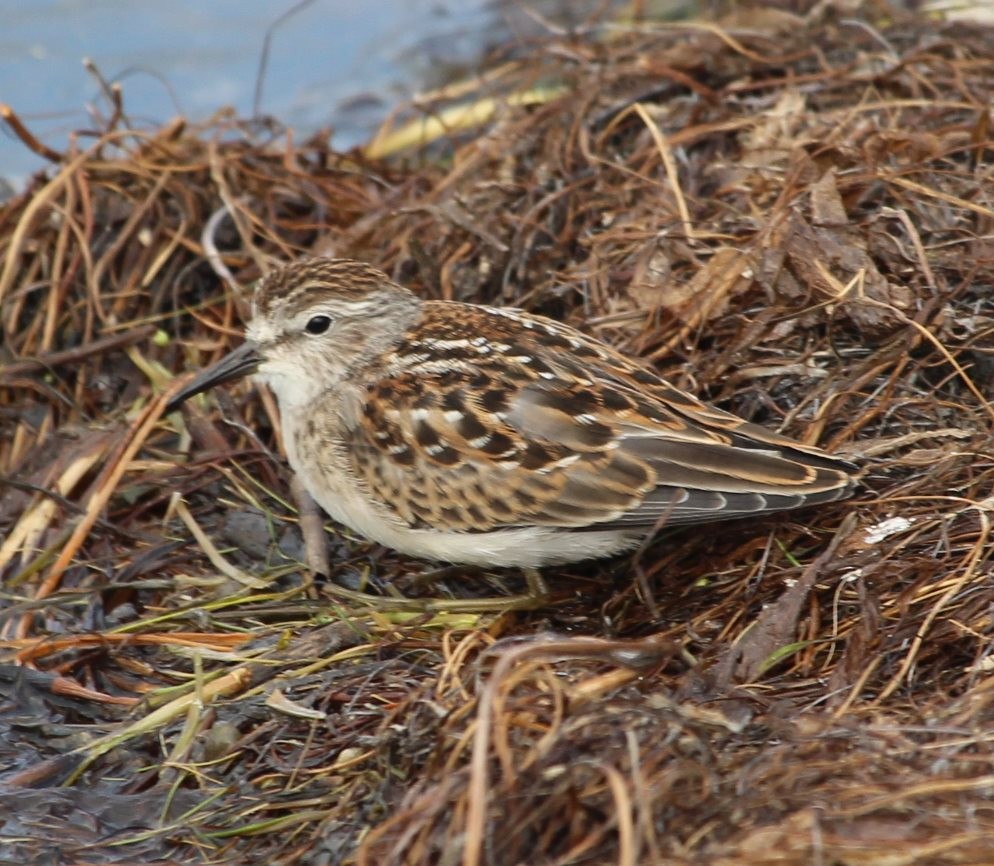 Least Sandpiper - ML112589151