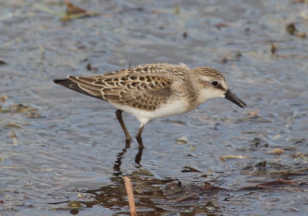 Semipalmated Sandpiper - ML112589171