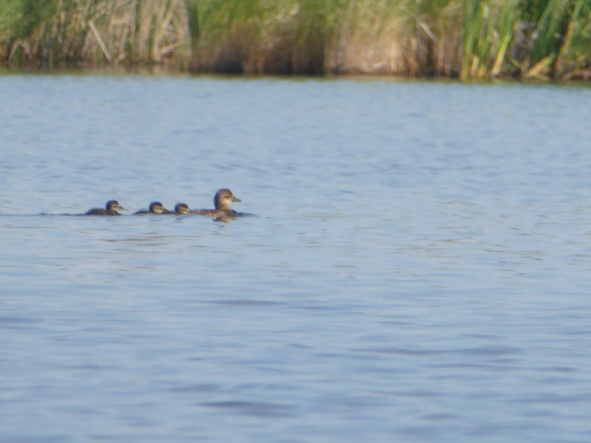 Ruddy Duck - ML112589611