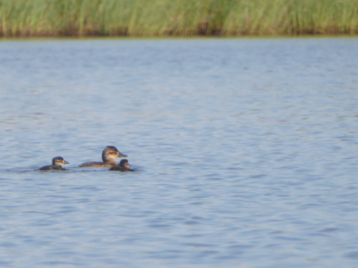 Ruddy Duck - ML112589721