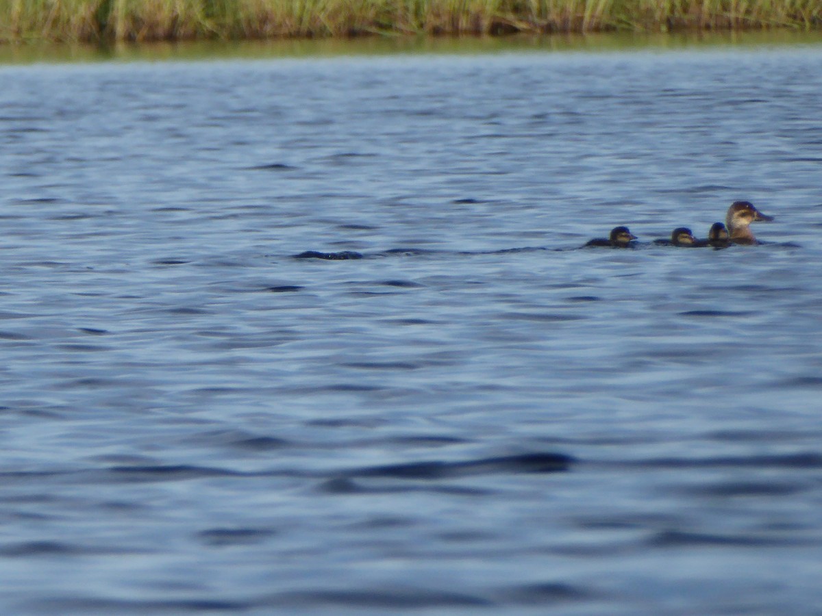 Ruddy Duck - ML112589791