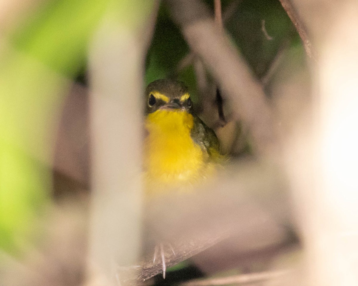 Kentucky Warbler - ML112589841