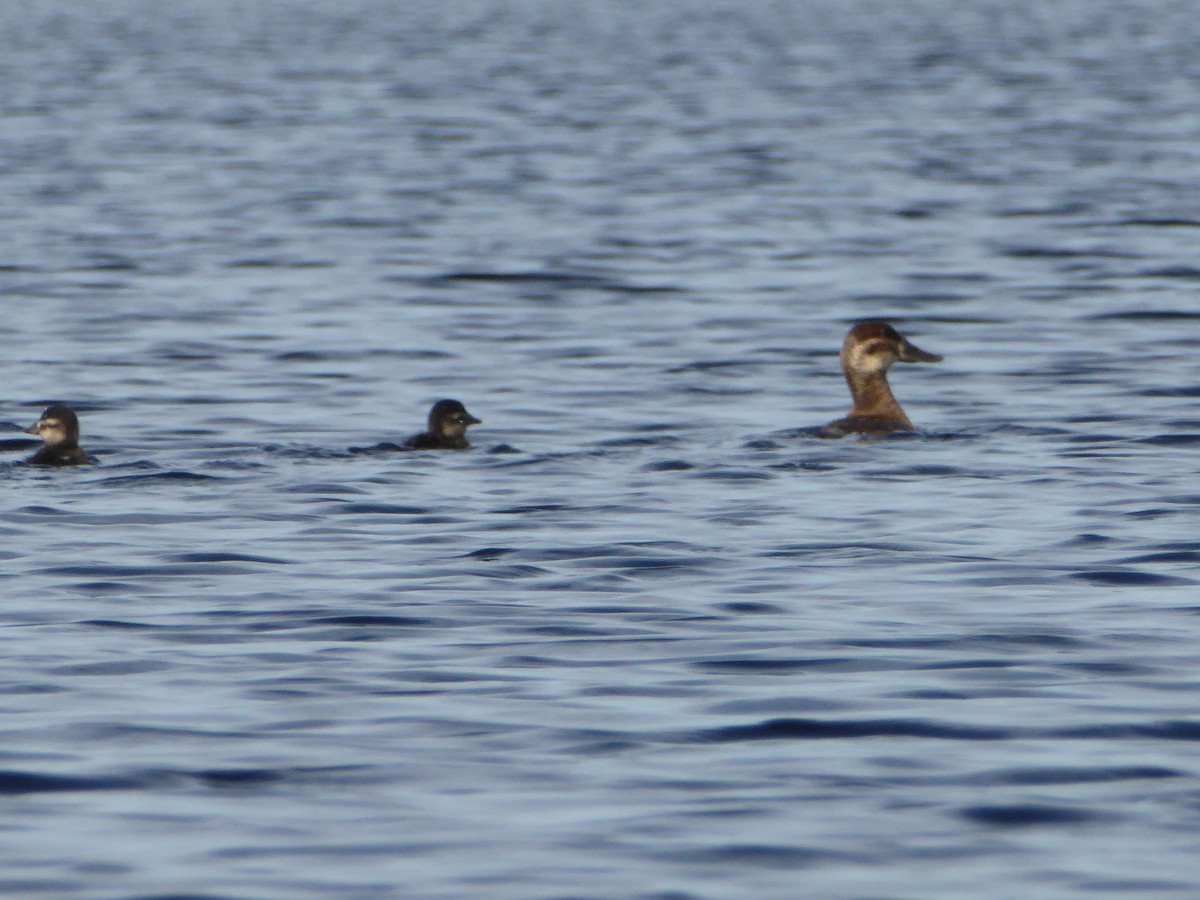 Ruddy Duck - ML112589921