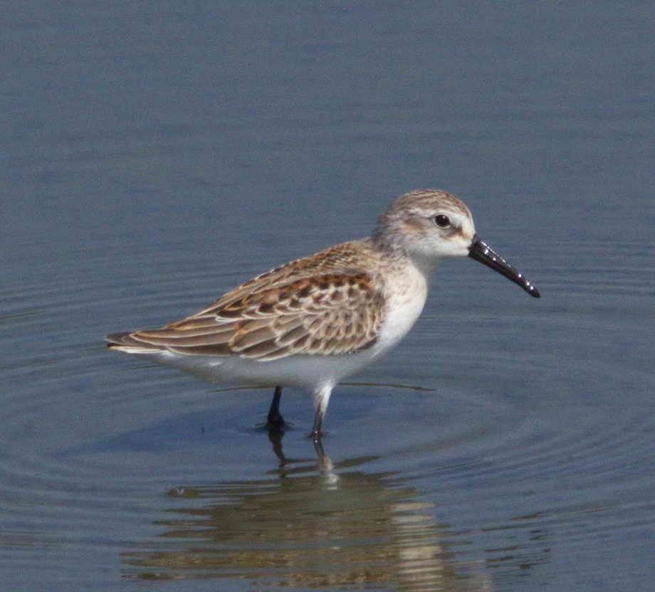 Western Sandpiper - DAB DAB