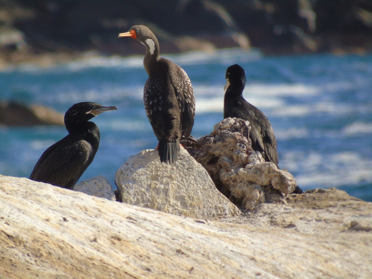 Red-legged Cormorant - Juan Mauricio Contreras