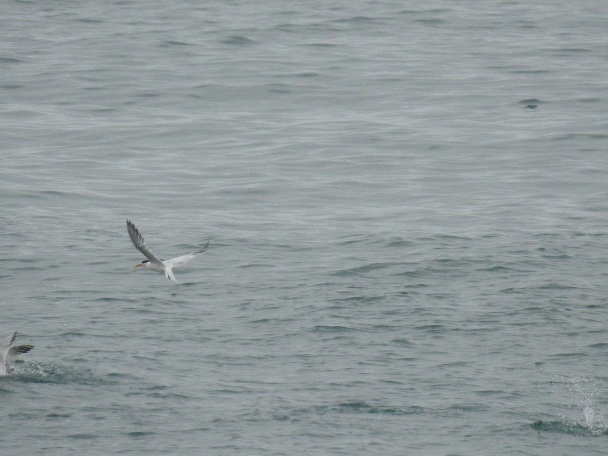 Elegant Tern - ML112593351