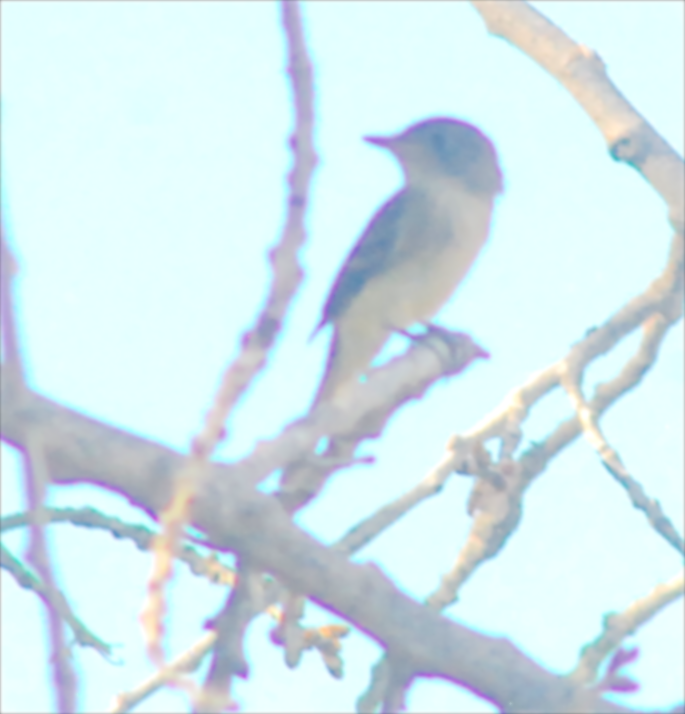 Willow Flycatcher - ML112593431