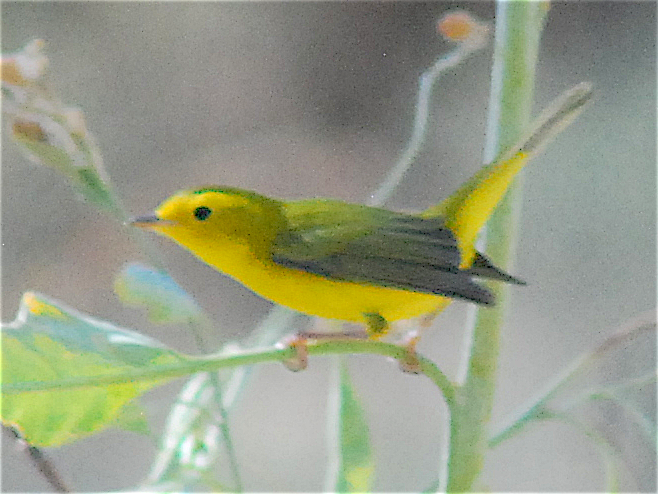 Wilson's Warbler - ML112593561