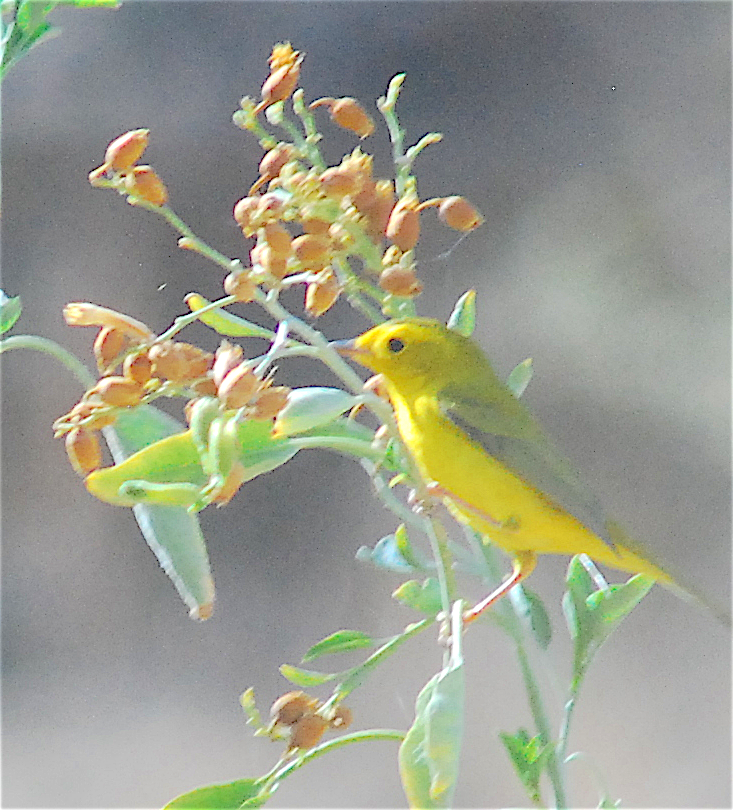 Wilson's Warbler - ML112593611