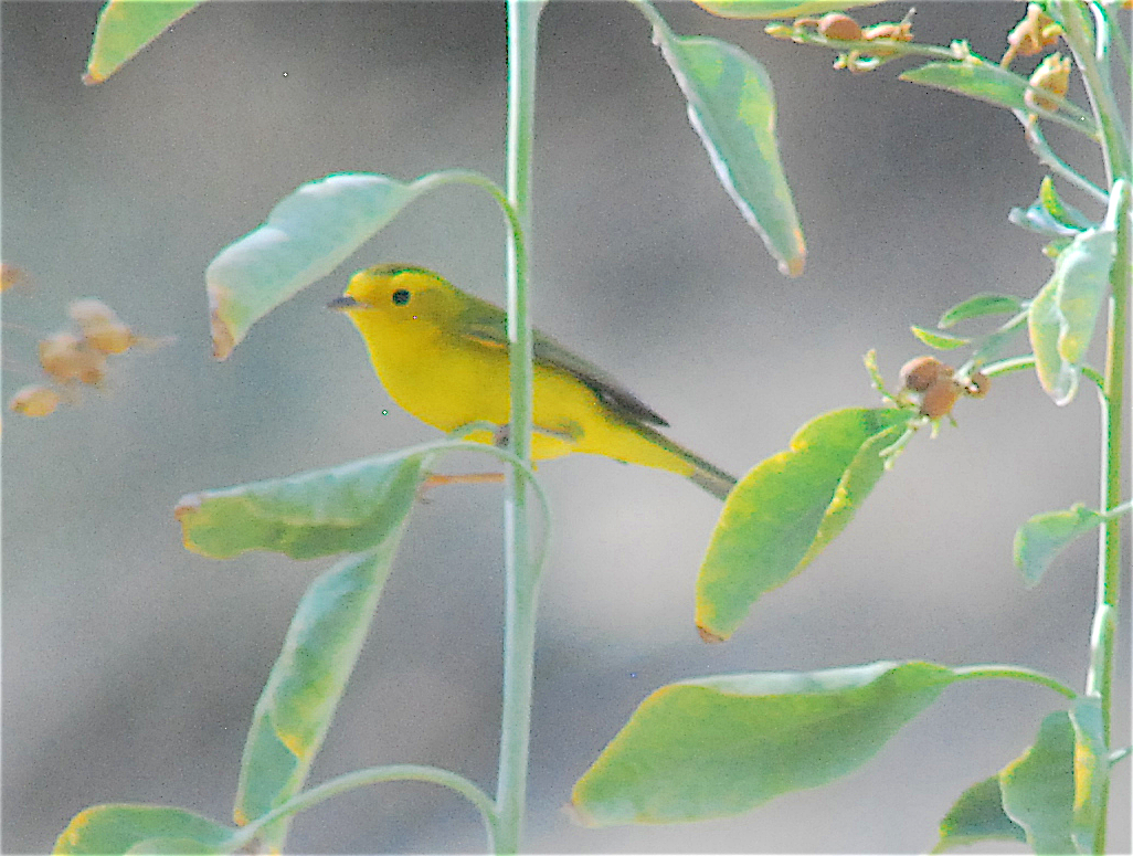 Wilson's Warbler - ML112593651