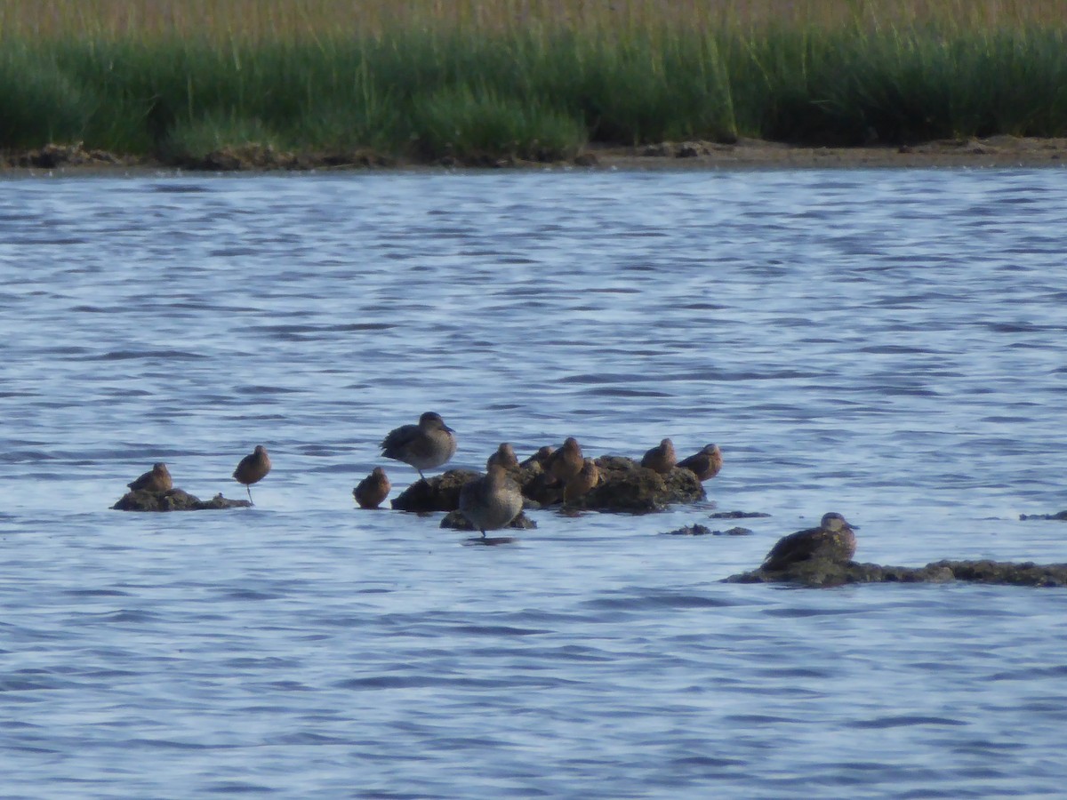 Long-billed Dowitcher - ML112593691