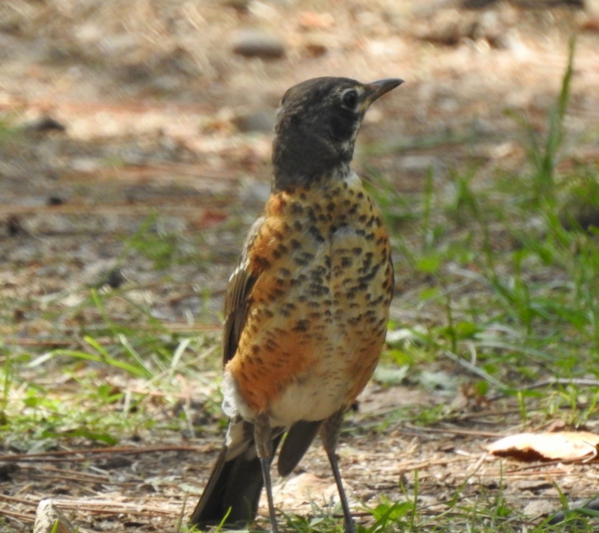 American Robin - ML112595111