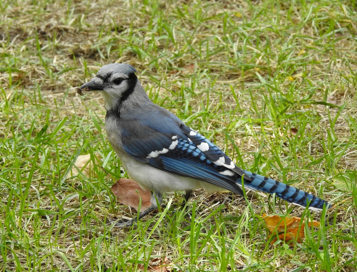 Blue Jay - ML112595131