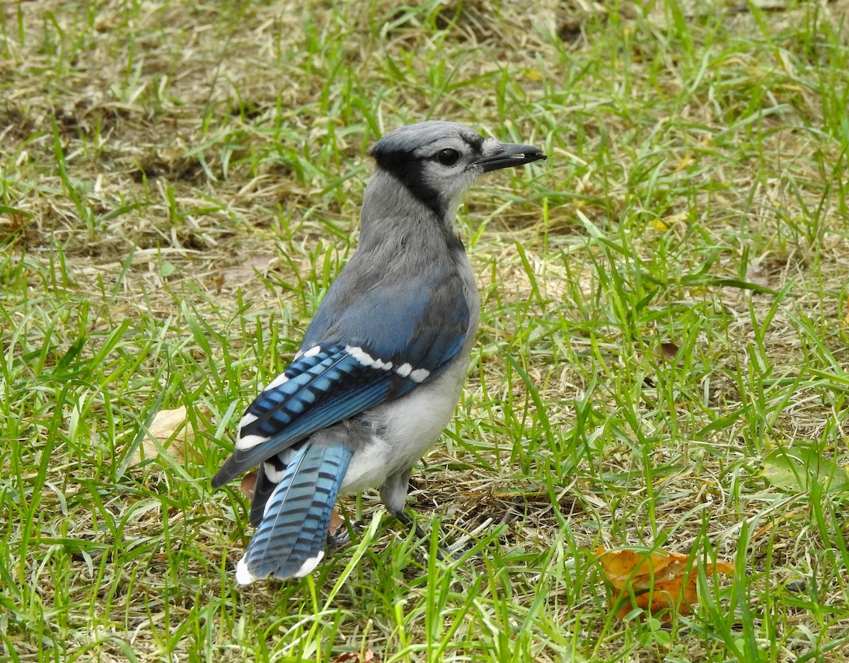 Blue Jay - ML112595141