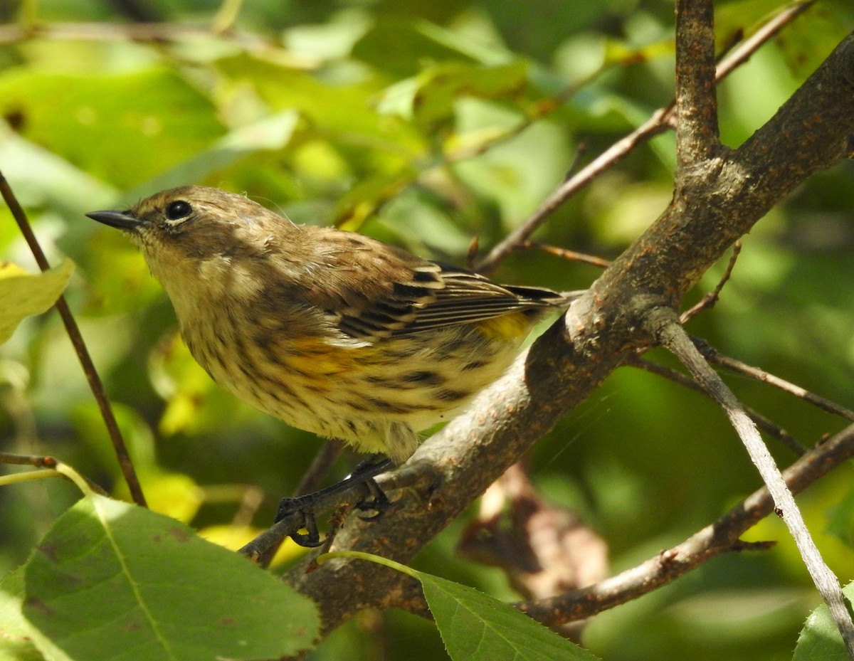 Yellow-rumped Warbler - ML112595211