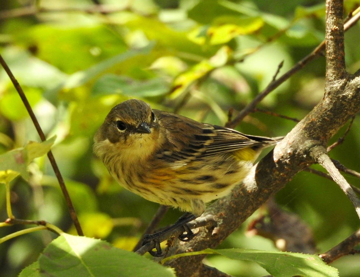 Yellow-rumped Warbler - ML112595221