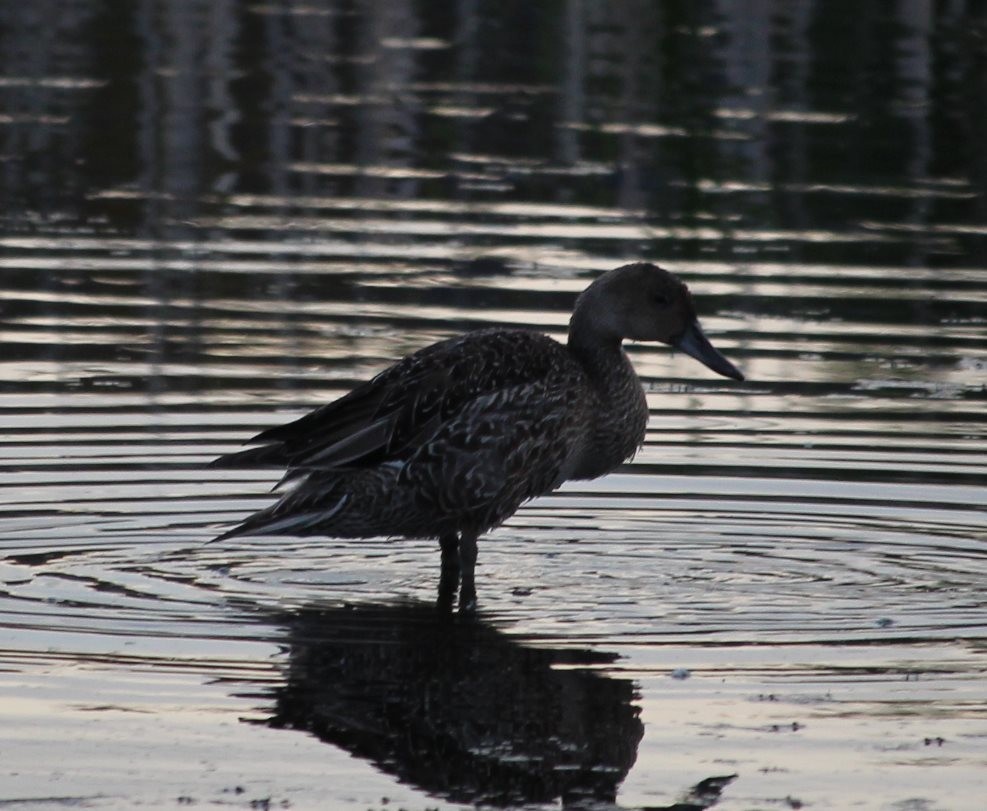 Northern Pintail - ML112595831