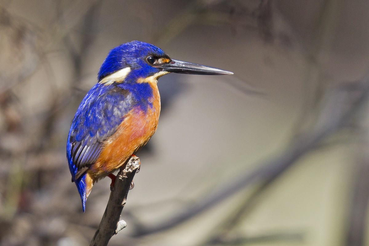 Azure Kingfisher - Mat Gilfedder