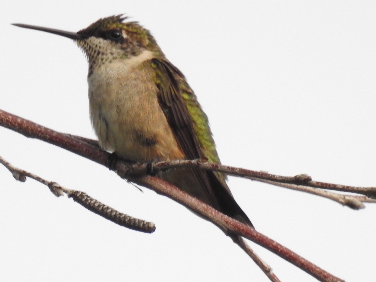 Rufous Hummingbird - Daron Patterson