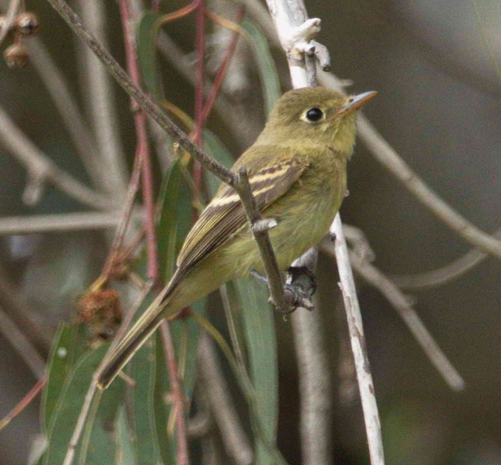 Hutton's Vireo - DAB DAB