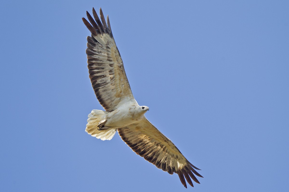 White-bellied Sea-Eagle - Mat Gilfedder