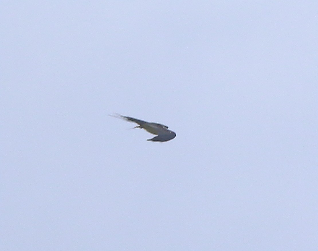Swallow-tailed Kite - ML112597711