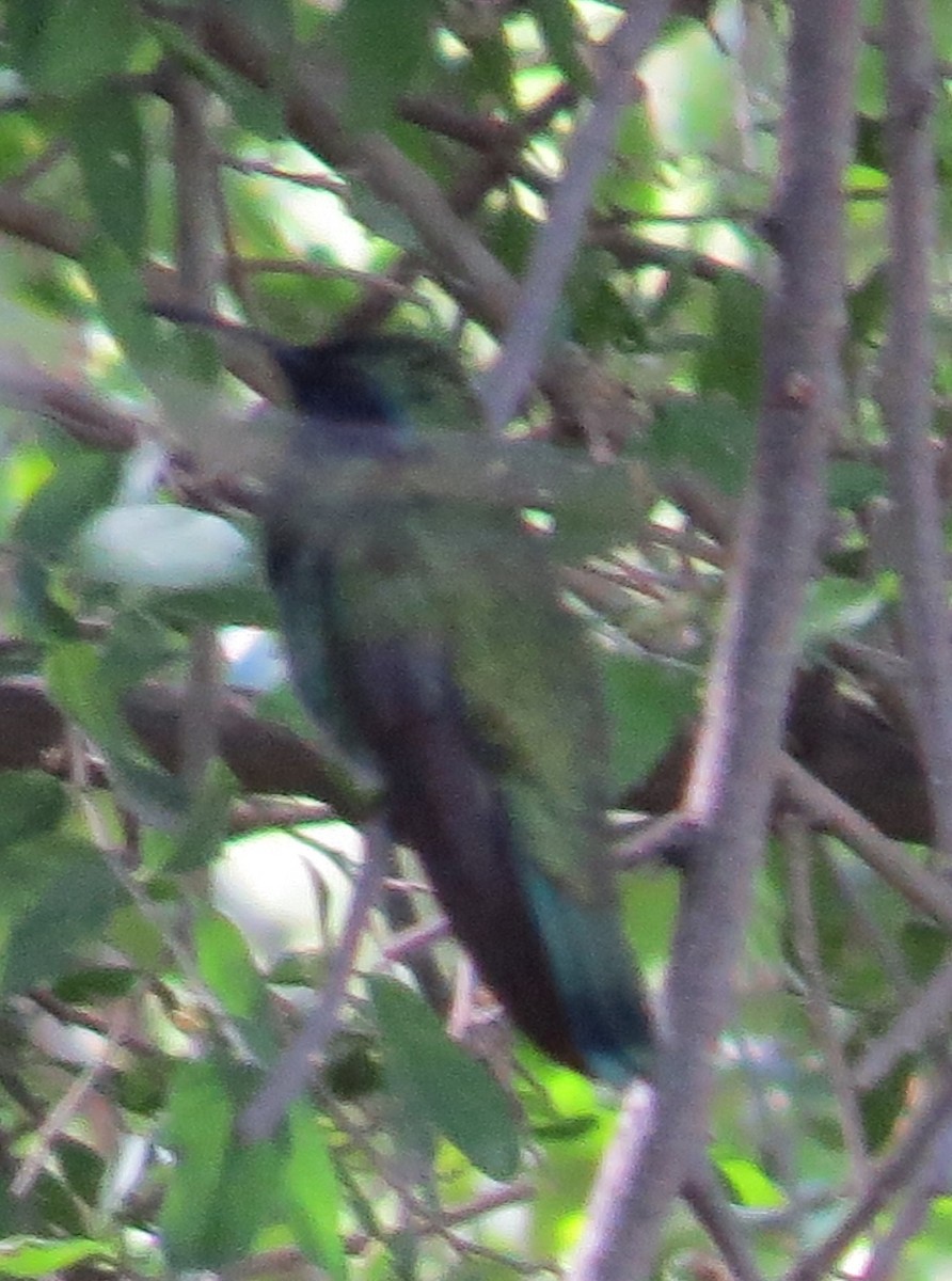 kolibřík zelený - ML112599321