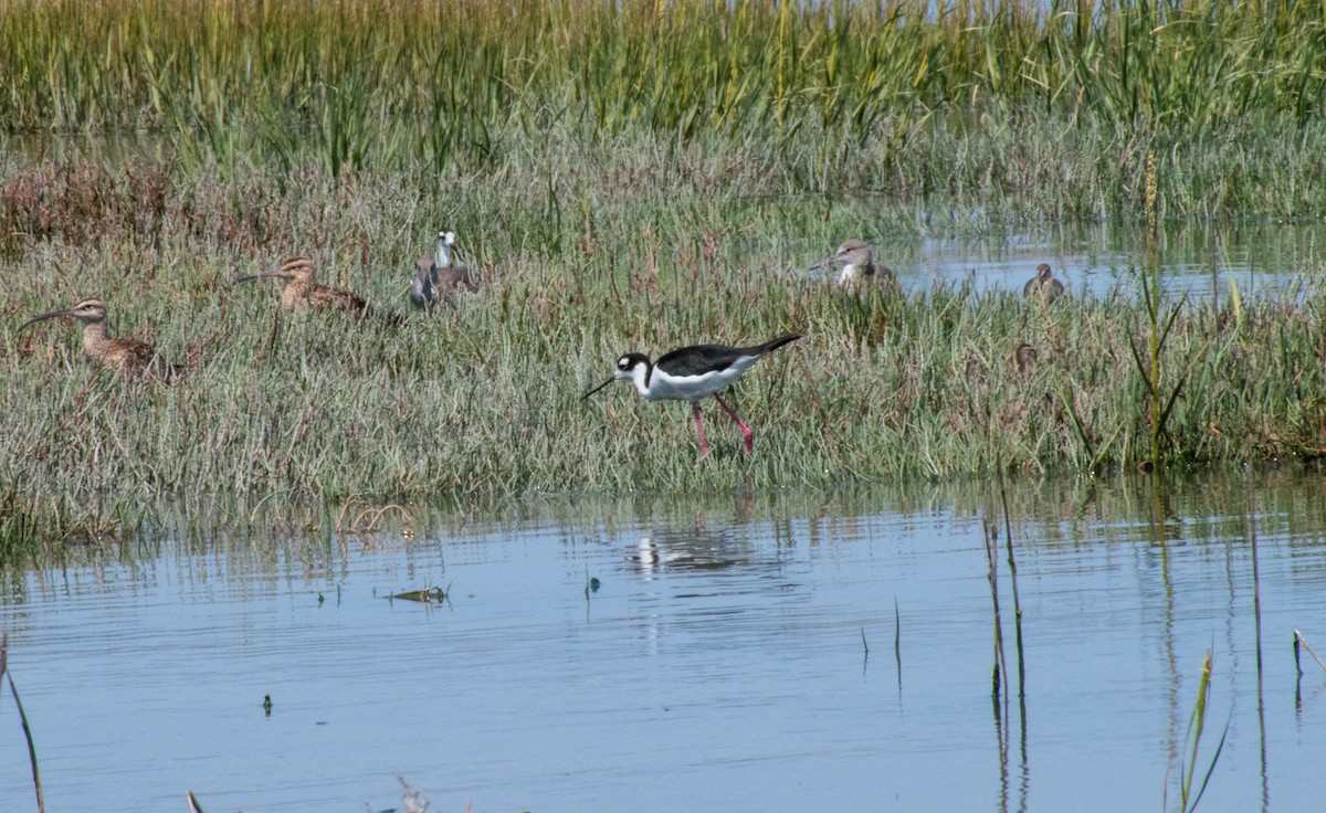 Black-necked Stilt - ML112601281